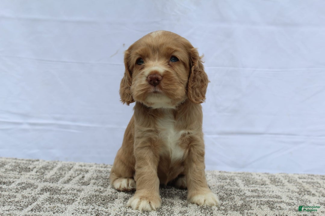 Cocker Spaniel dogs for sale: Sammy - Image 7