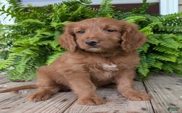 Goldendoodle dogs for sale: Ellie - Image 26