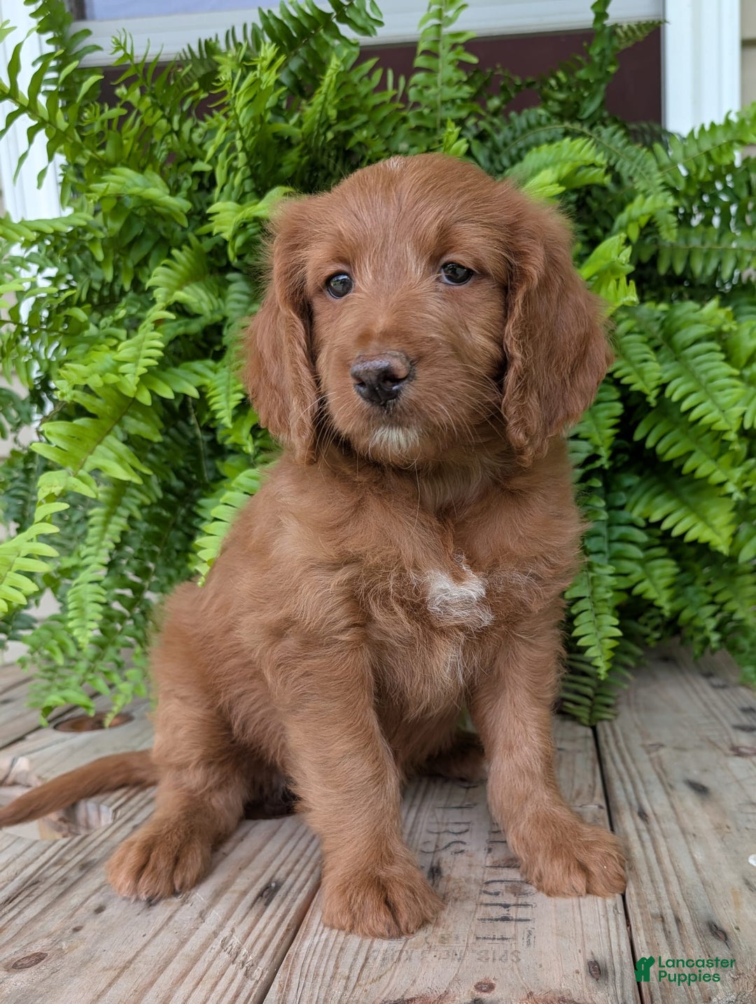 Goldendoodle dogs for sale: Ellie - Image 26