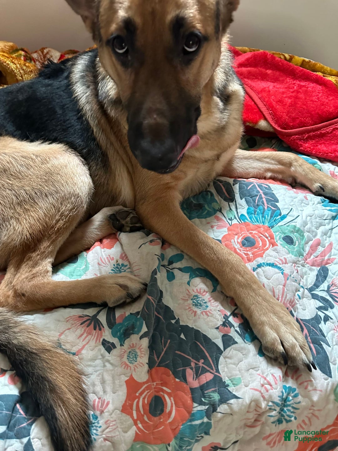 German Shepherd dogs for stud: Max - Image 2