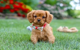 Cavalier King Charles Spaniel dogs for sale: Sadie - Image 6