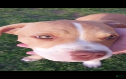 American Pit Bull Terrier dogs for sale: Nyla - Image 3