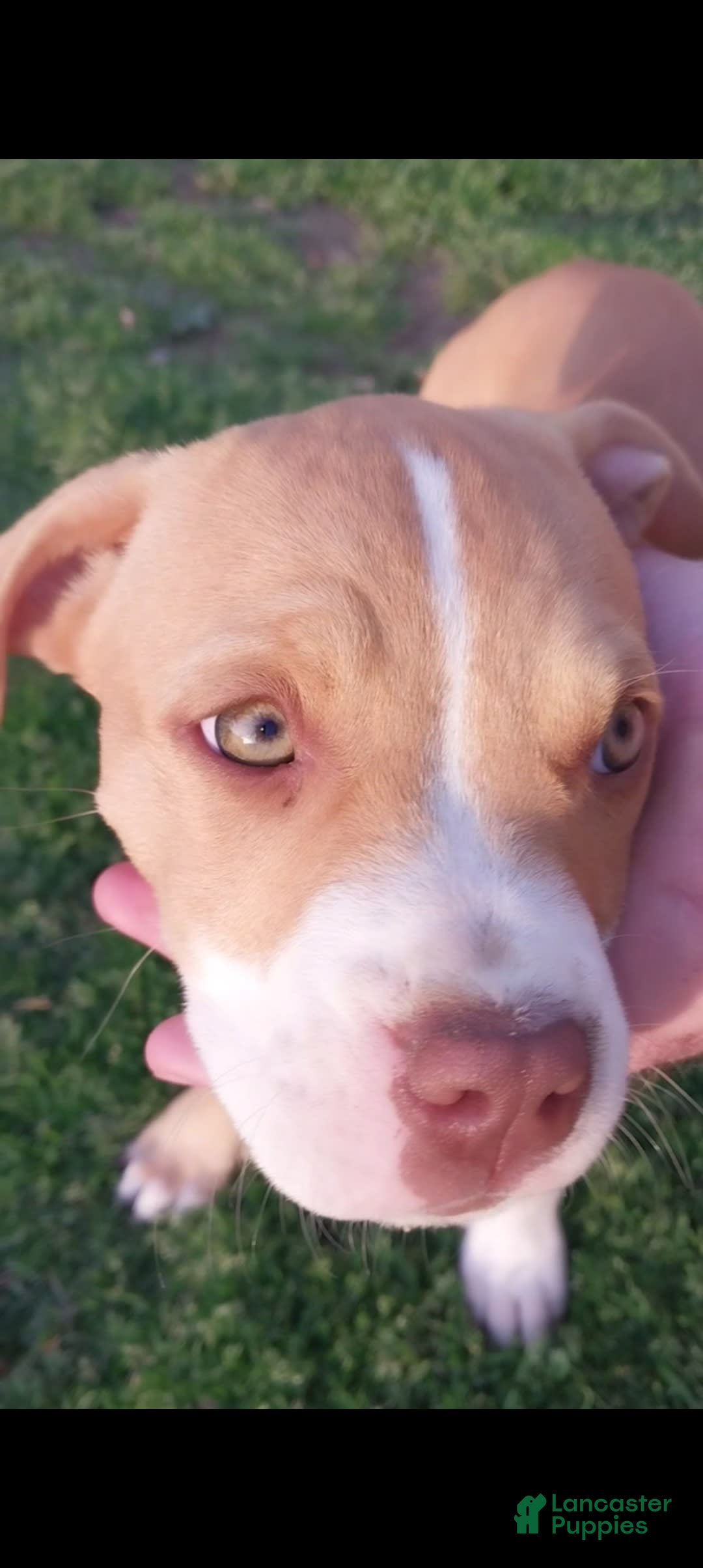 American Pit Bull Terrier dogs for sale: Nyla - Image 3