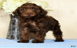Yorkiepoo dogs for sale: Tanner - Image 3