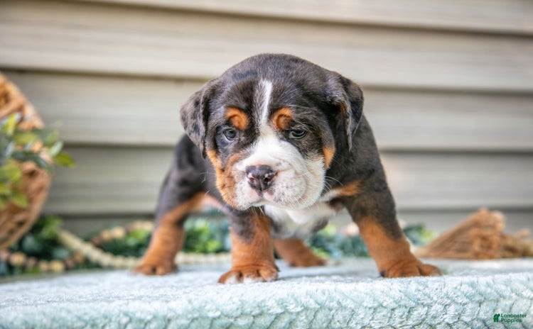 Beabull dogs for sale - Ad 5