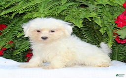 Maltese dogs for sale: Kyle - Image 1
