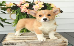 Welsh Corgi Pembroke dogs for sale: Princess - Image 5