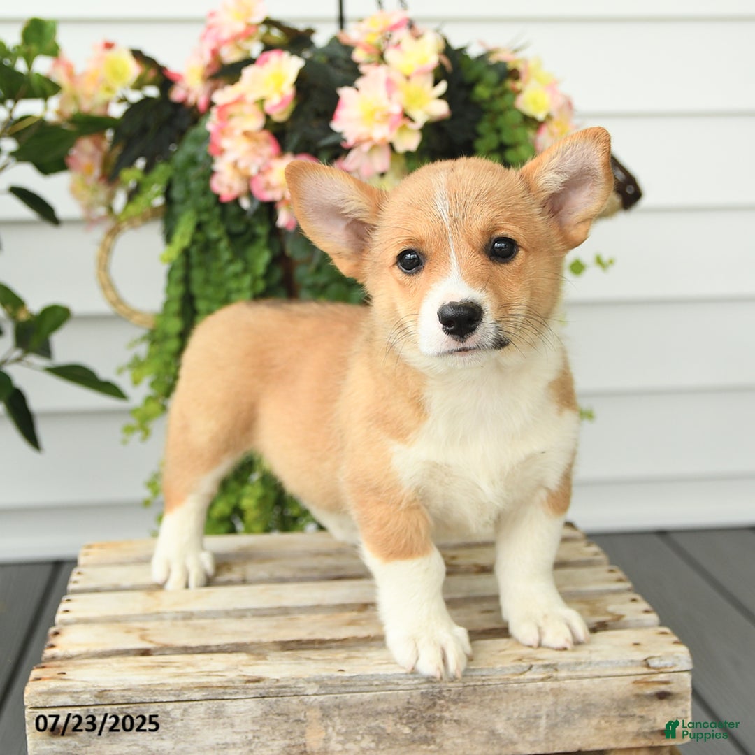 Welsh Corgi Pembroke dogs for sale: Princess - Image 5