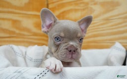 French Bulldog dogs for sale: Blaze - Image 4