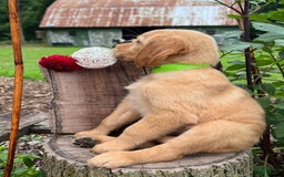 Golden Retriever dogs for sale: Golden Retriever 7 puppies - Image 13