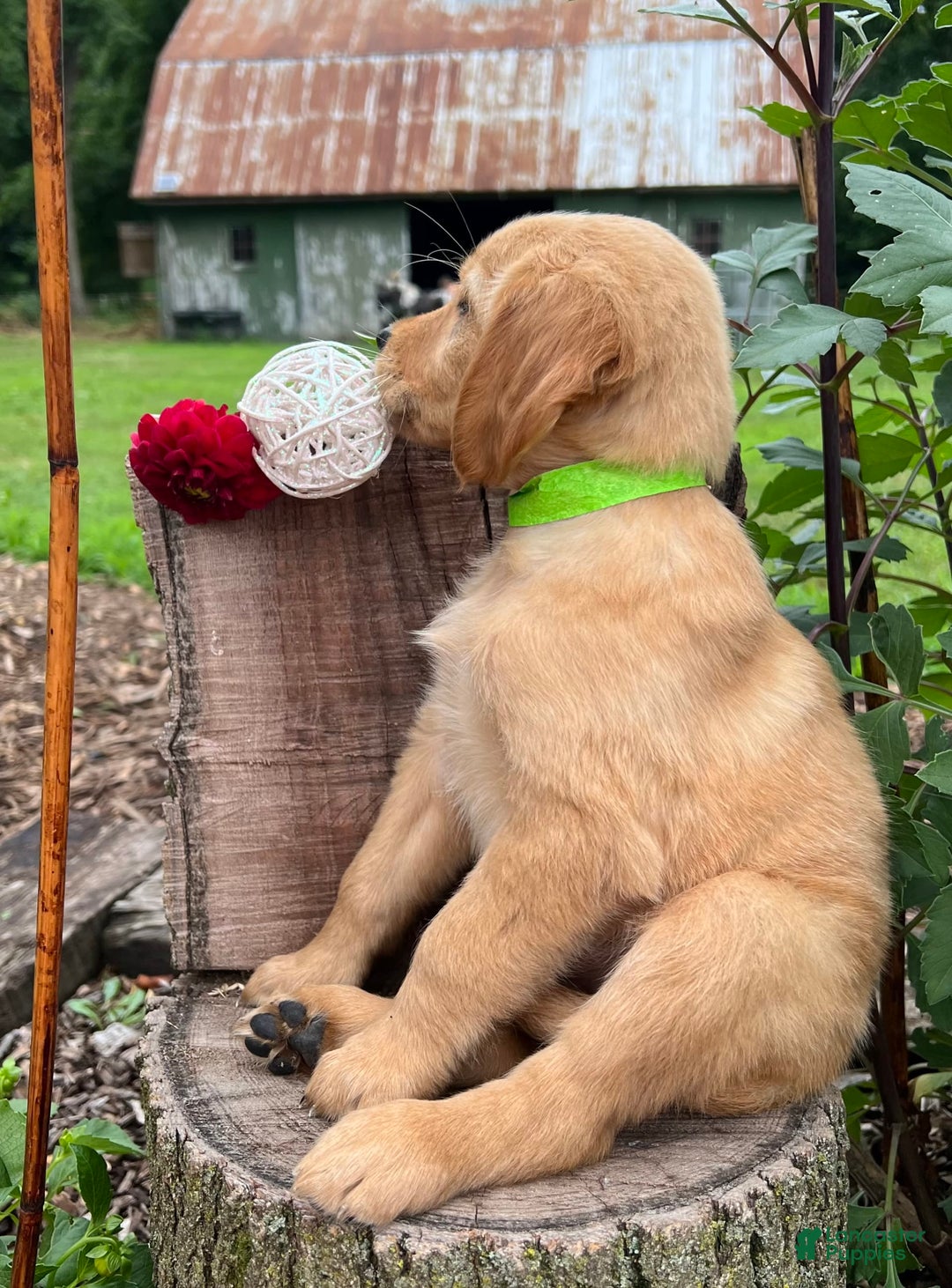 Golden Retriever dogs for sale: Golden Retriever 7 puppies - Image 13