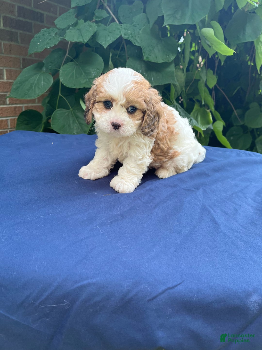 Cavapoo dogs for sale: Dallas - Image 3