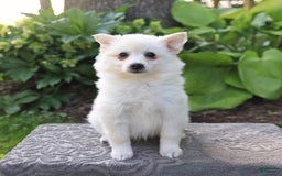 American Eskimo dogs for sale: Stella - Image 4