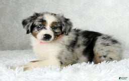 Miniature Australian Shepherd dogs for sale: Jewel - Image 1