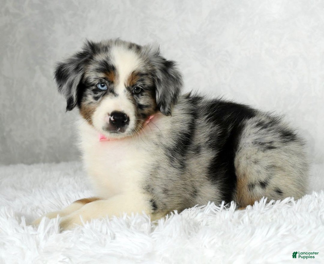Miniature Australian Shepherd dogs for sale: Jewel - Image 1