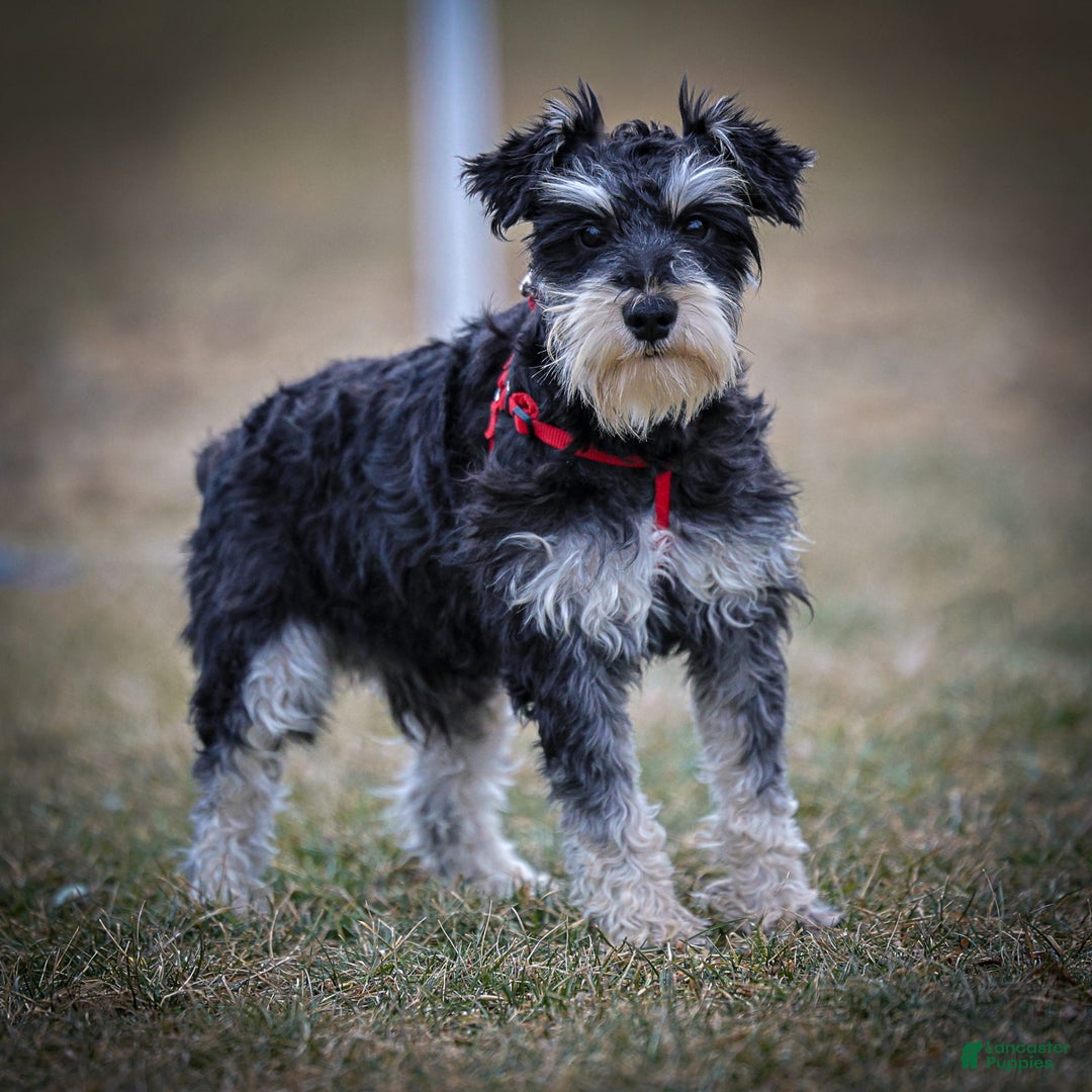 Miniature Schnauzer dogs for sale: Hugo - Image 11