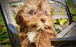 Havapoo dogs for sale: Josie - Image 6