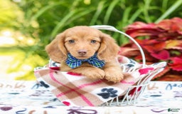 Miniature Dachshund dogs for sale: Ziggy - Image 1