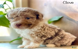 Mini Aussiedoodle dogs for sale: Clove - Image 4
