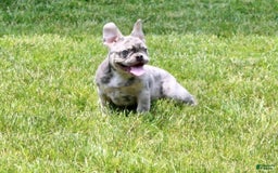 French Bulldog dogs for sale: Parker - Image 1