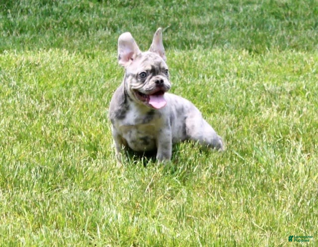 French Bulldog dogs for sale: Parker - Image 1