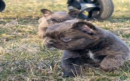 French Bulldog dogs for sale: Biscuit - Image 3