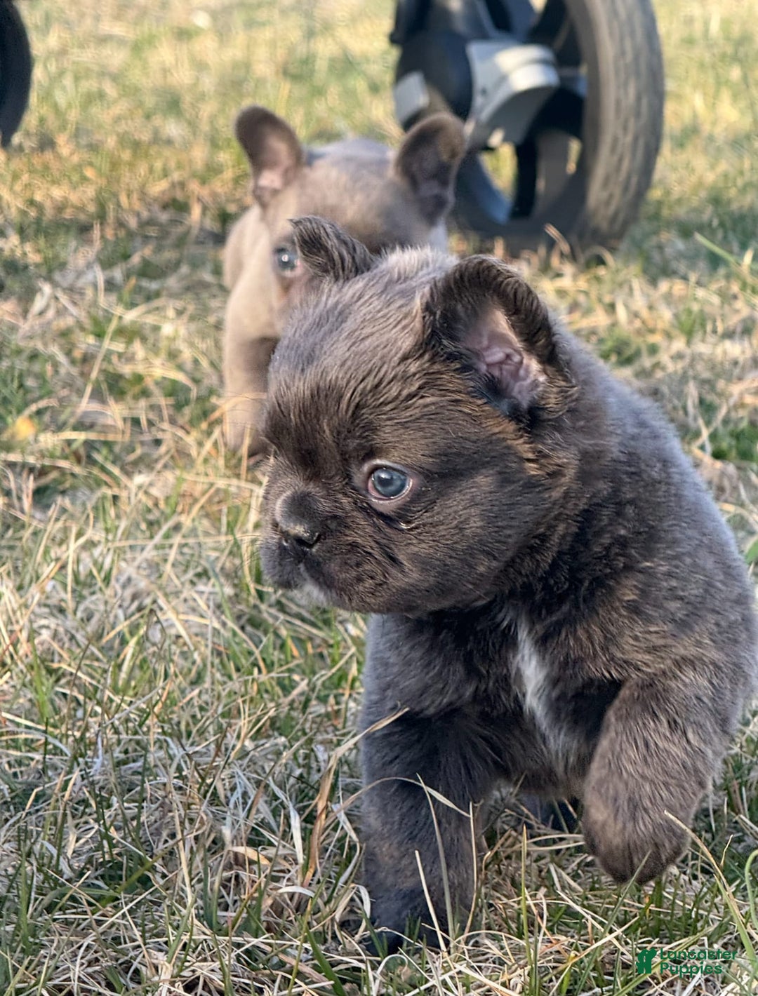 French Bulldog dogs for sale: Biscuit - Image 3