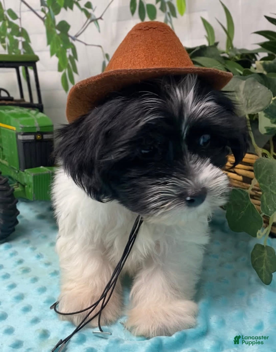 Shorkie dogs for sale: Little Milo - Image 15
