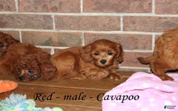 Cavapoo dogs for sale: Red - Image 3