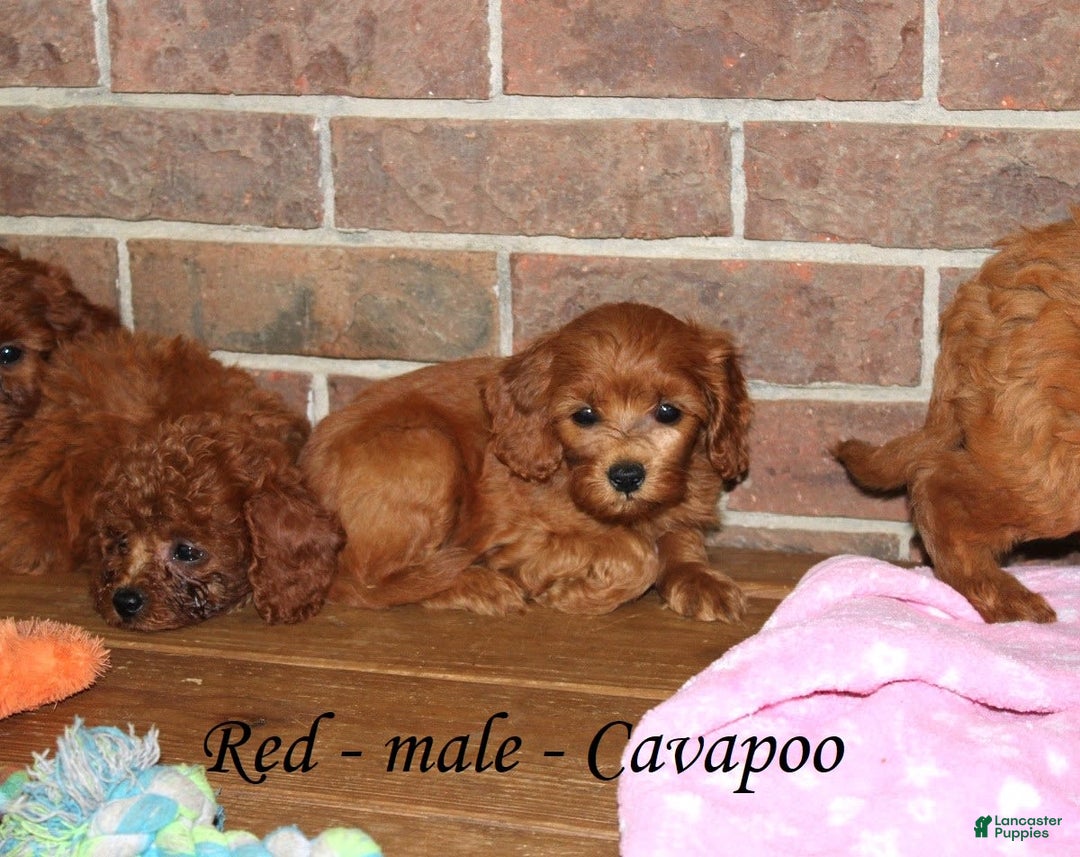 Cavapoo dogs for sale: Red - Image 3