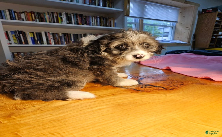 Portuguese Water Dog dogs for sale - Ad 3