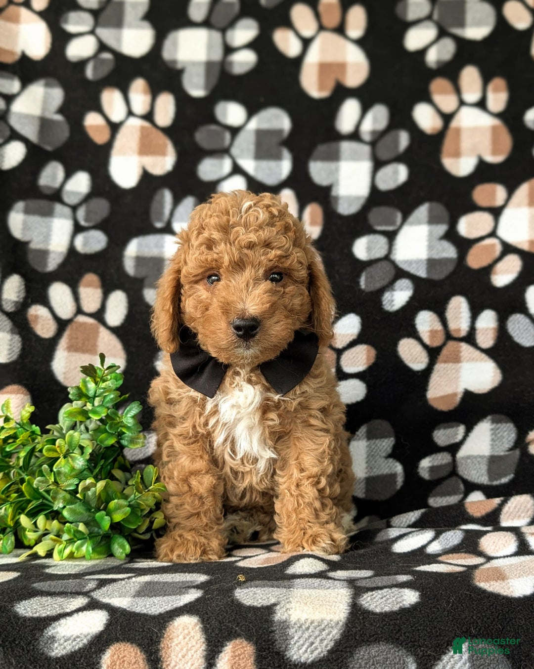 Mini Goldendoodle dogs for sale: Hank Hypoallergenic - Image 4