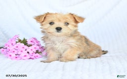 Morkie dogs for sale: Molly - Image 2