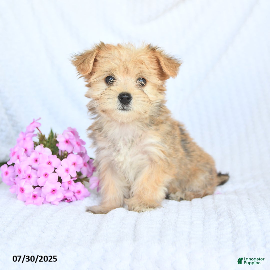 Morkie dogs for sale: Molly - Image 2