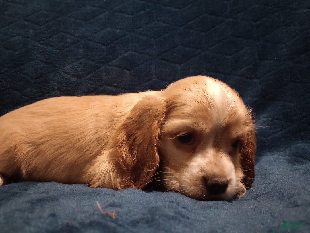 Cocker Spaniel dogs for sale: Marshmallow - Image 23