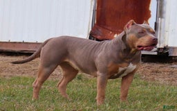 American Bully dogs for sale: Poncho - Image 2