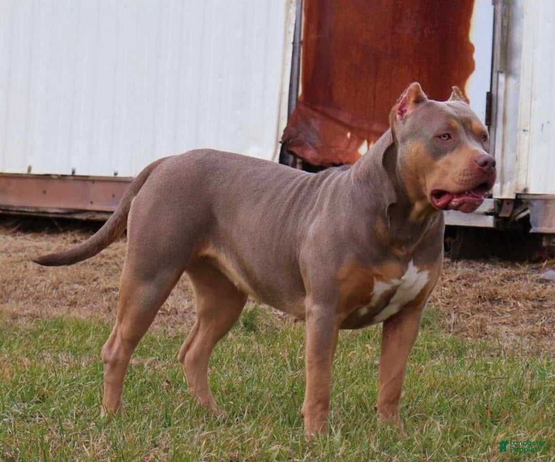 American Bully dogs for sale: Poncho - Image 2