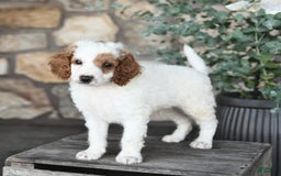 Mini Goldendoodle dogs for sale: Patches - Image 3