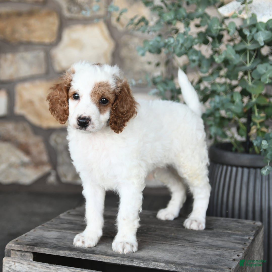 Mini Goldendoodle dogs for sale: Patches - Image 3