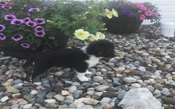 English Shepherd dogs for sale: Taco - Image 5