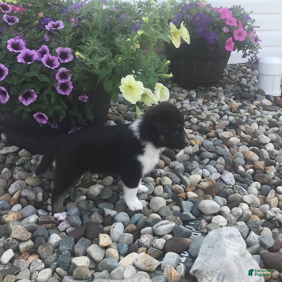 English Shepherd dogs for sale: Taco - Image 5