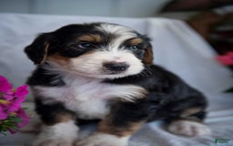 Bernedoodle dogs for sale: Spiderman - Image 1