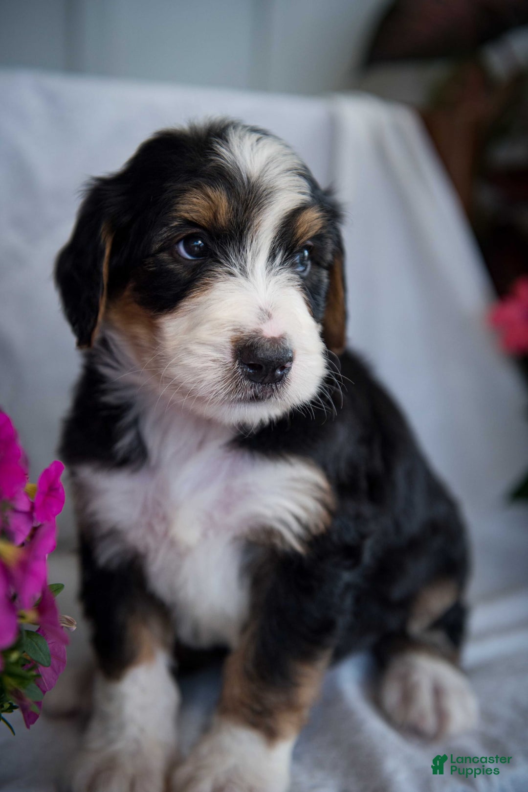 Bernedoodle dogs for sale: Spiderman - Image 1