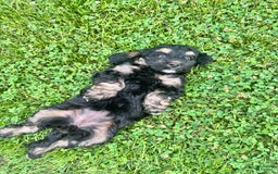 Cockapoo dogs for sale: Diva - Image 6