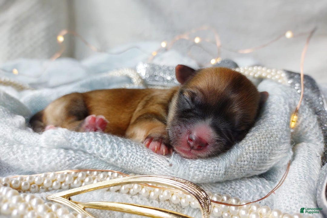 Morkie dogs for sale: Rare Babydoll Spark - Image 6