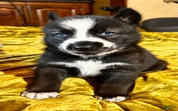 Gerberian Shepsky dogs for sale: Panda Bear - Image 6