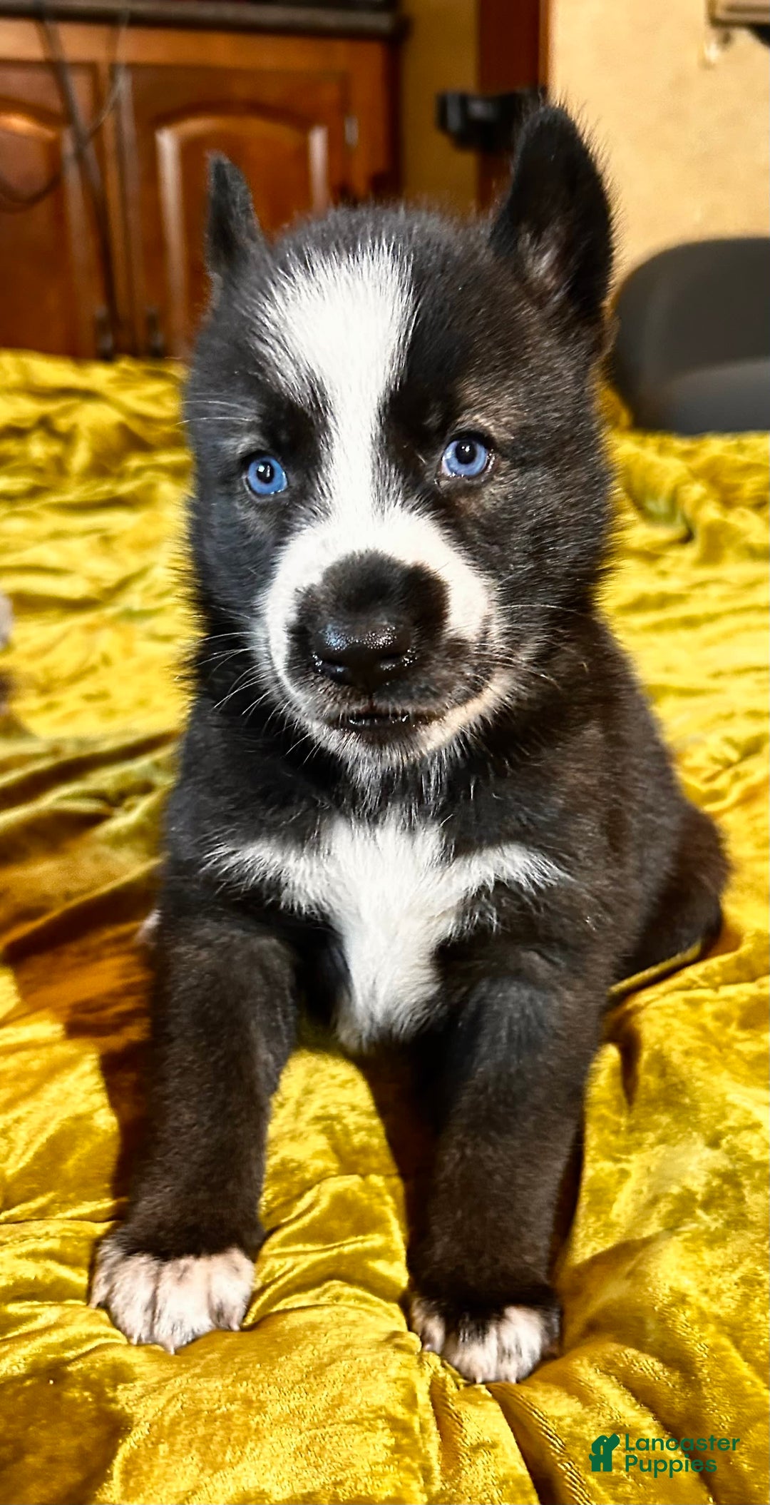 Gerberian Shepsky dogs for sale: Panda Bear - Image 6