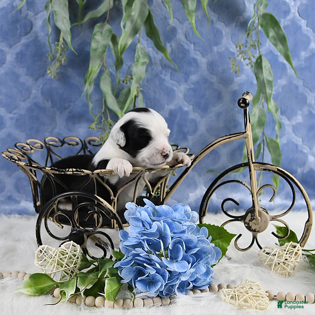 Miniature Australian Shepherd dogs for sale: Axel Toy - Image 44