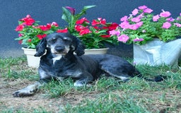 Bernedoodle dogs for sale: Crystal - Image 3
