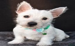 West Highland Terrier dogs for sale: Omar - Image 8